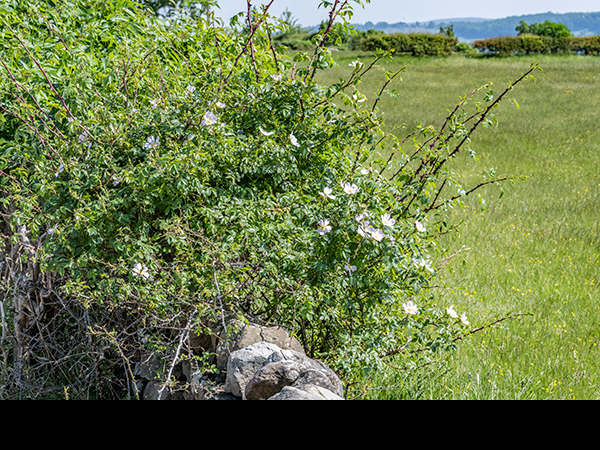 Rosa canina, Dog Rose