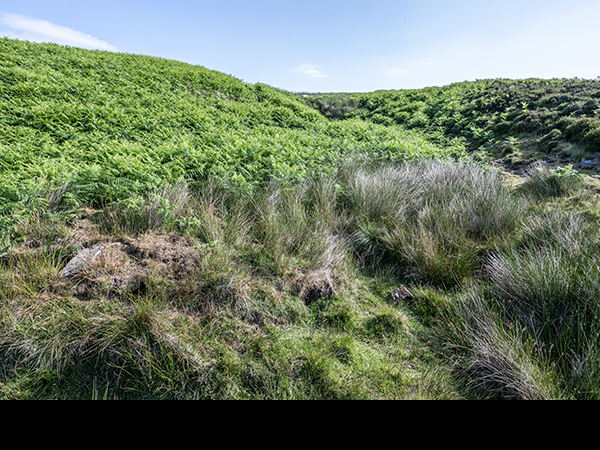 Bracken and rushes