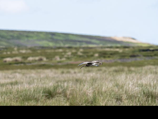 Numenius arquata, Curlew