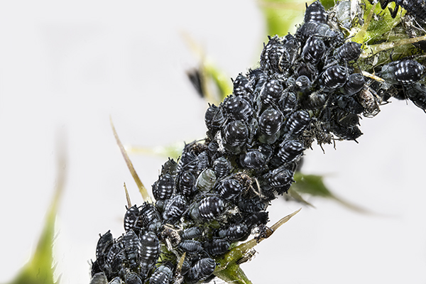 Aphis fabae, Black Bean Aphid