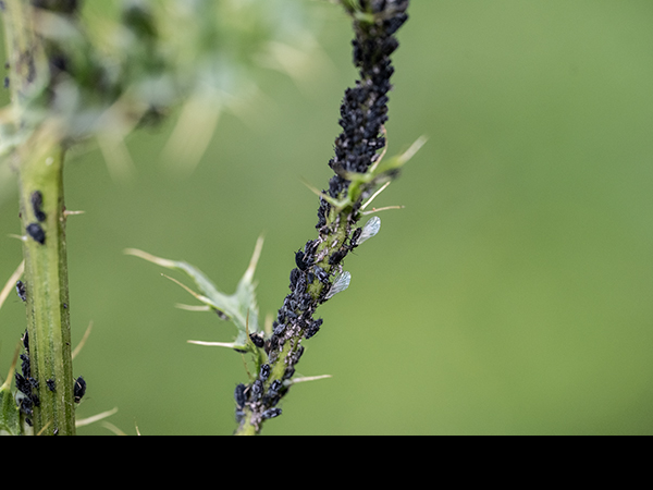 Aphis fabae, Black Bean Aphid
