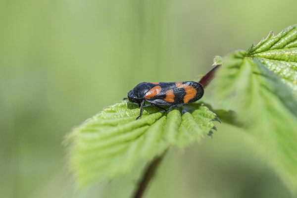 Cercopis vulnerata, Red-and-black Froghopper