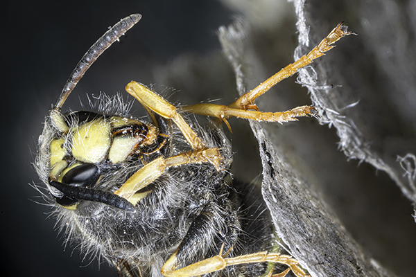 Dolichovespula sylvestris, Tree Wasp