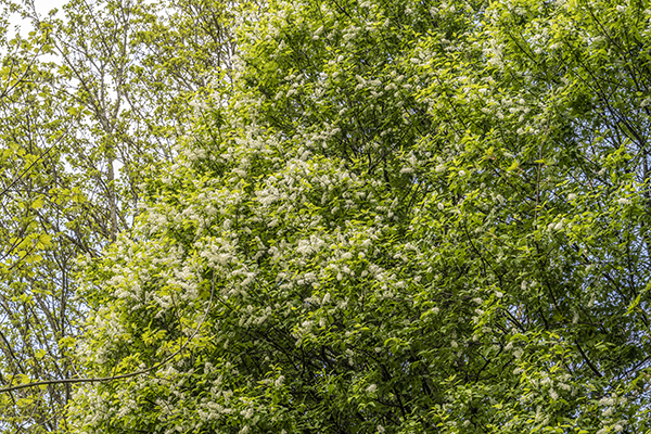 Prunus padus, Bird Cherry