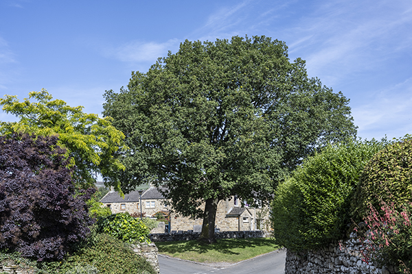Quercus robur, English Oak, Pedunculate Oak