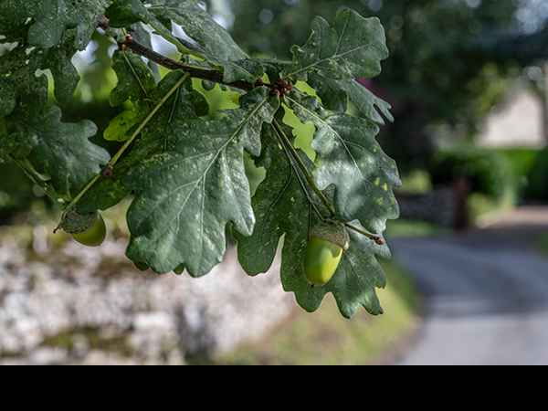 Quercus robur, English Oak, Pedunculate Oak