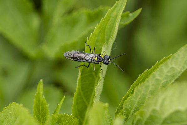 Tenthredo mesomela, Sawfly