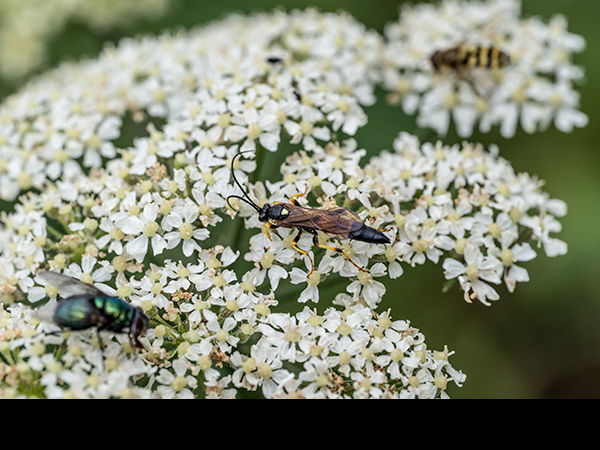 Tenthredo maculata, Sawfly