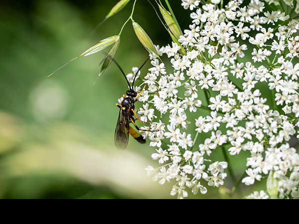 Tenthredo maculata, Sawfly