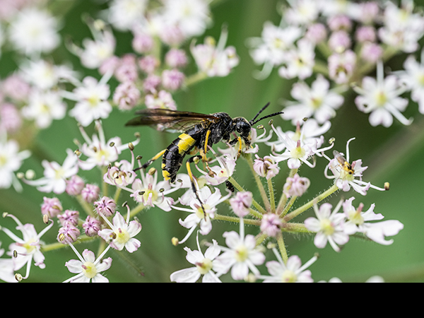 Tenthredo temula, Sawfly