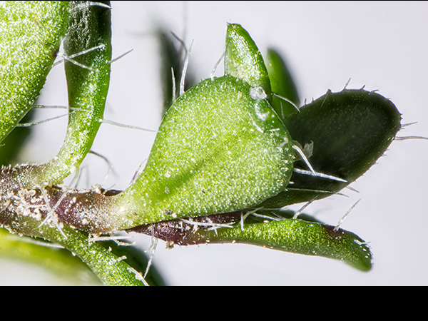 Thymus polytrichus with Botrytis