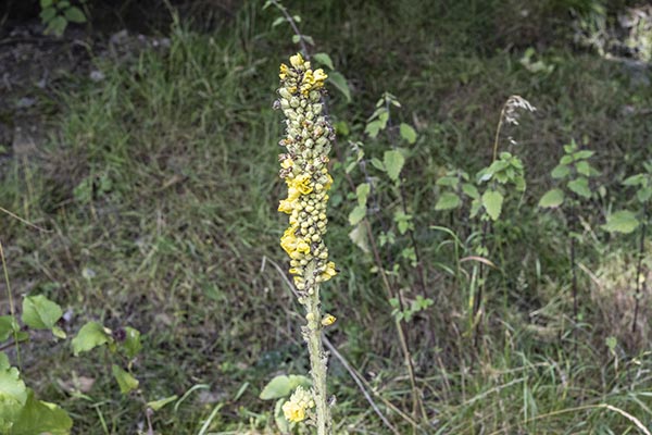 Verbascum thapsus, Great Mullein